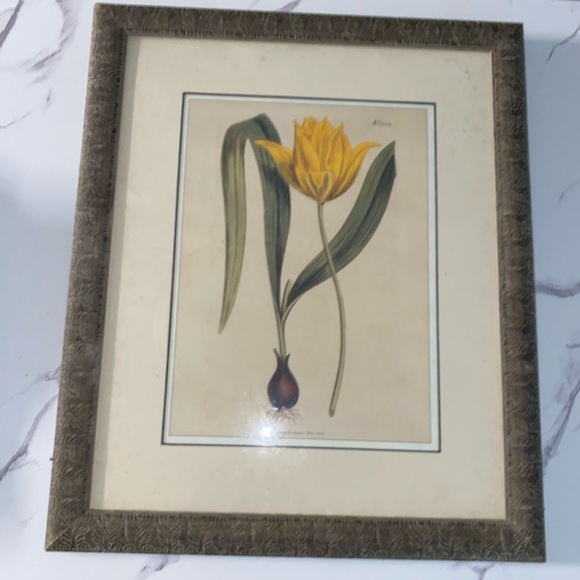Other - 19th Century Botanical Painting